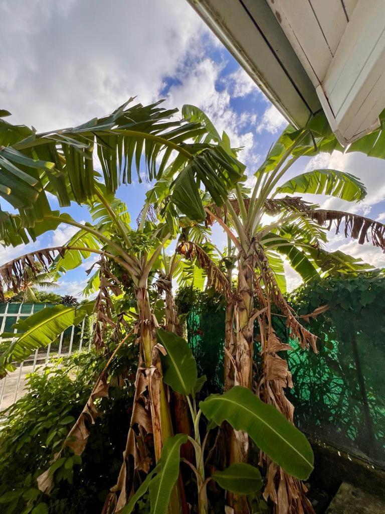 Superbe Villa Bwa Lele Riviere-Salee Extérieur photo